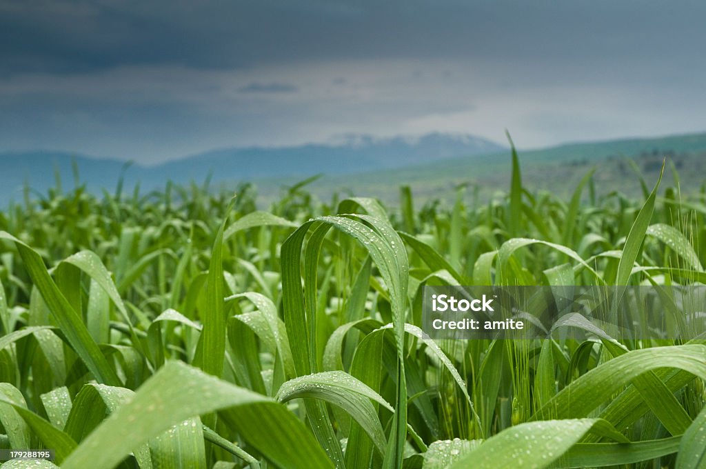 Campo en día nublado - Foto de stock de Agricultura libre de derechos
