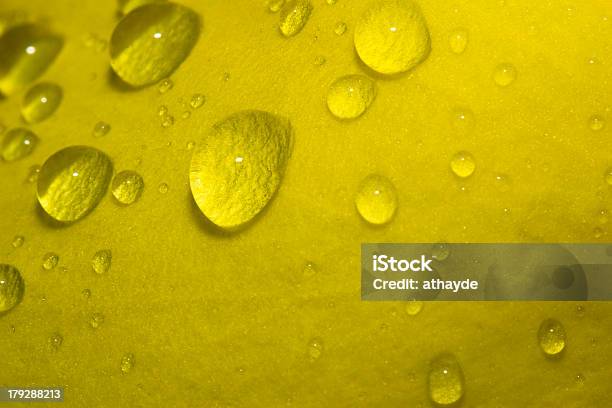 Gotas De Água Na Folha - Fotografias de stock e mais imagens de Amarelo - Amarelo, Beleza natural, Chapinhar