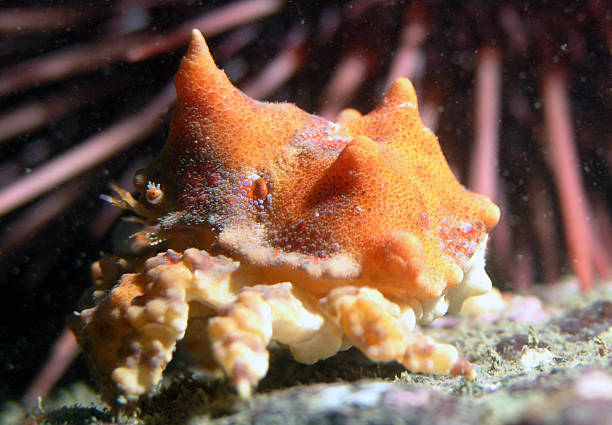 Juvenille Puget Sound King Crab
