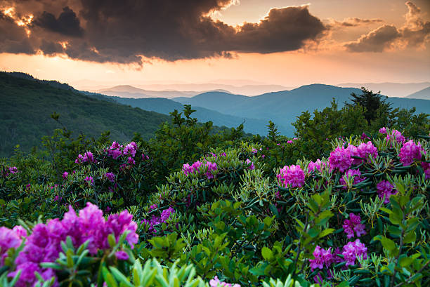 夏 roan シャクナゲの花々 - roan mountain state park ストックフォトと画像