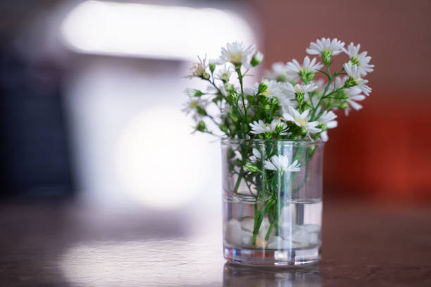 Double-flowered Gypsophila background tone down.  / baby's breath