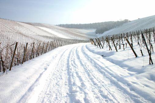 Snowy vineyards in the early evening in winter