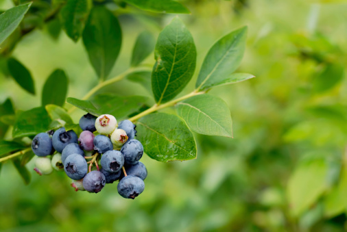 A bunch of blueberries on the bush