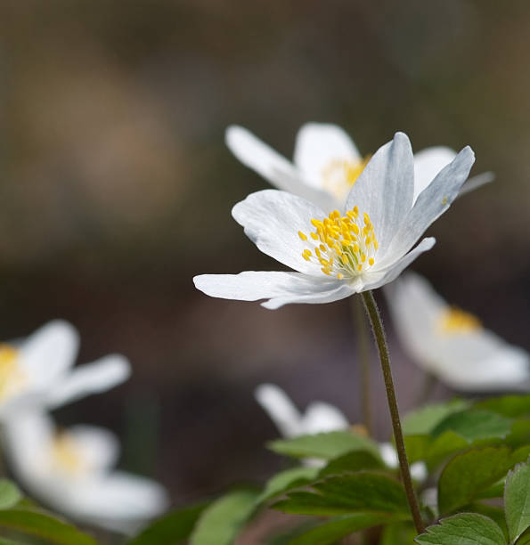 istock Wood anemone 179288851
