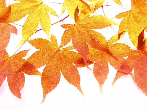 istock Autumn  leaves of japanese maple 179289027