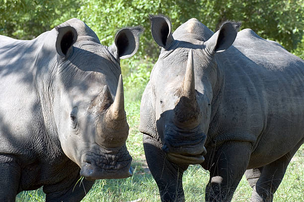 Bad Boys of the Jungle Two rhinoceroses snacking in the South African shade. aegis stock pictures, royalty-free photos & images