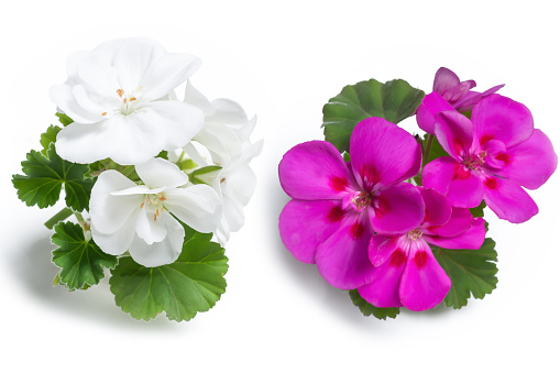 White and purple geranium flower blossoms with green leaves isolated on white background, colorful geranium flowers template concept. Close up view