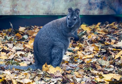 Kangaroos are a family of marsupial mammals. Common in Australia. Twilight animals, very careful.