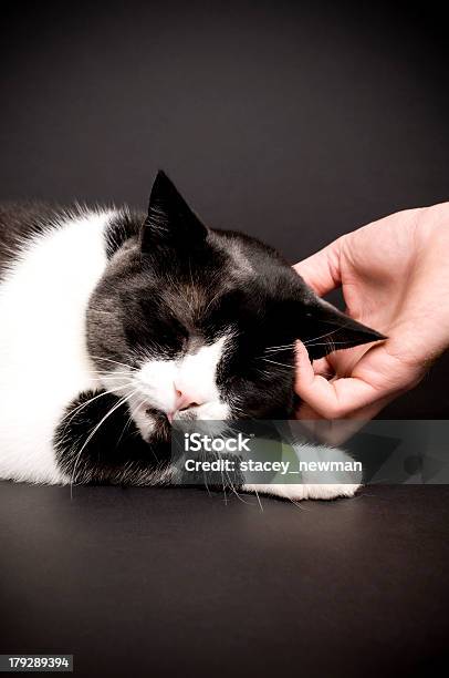 Kot I Ludzkiej Ręki Snuggling - zdjęcia stockowe i więcej obrazów Fotografika - Fotografika, Głaskać, Kot