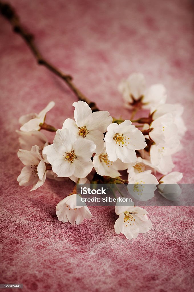 Cerisiers en fleurs - Photo de Beauté libre de droits