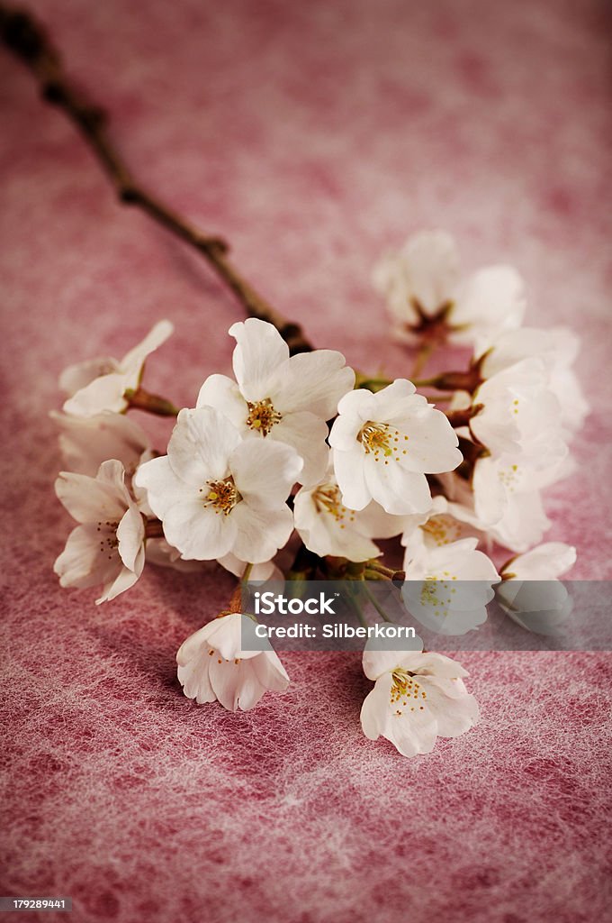 cherry blossoms - Стоковые фото Без людей роялти-фри