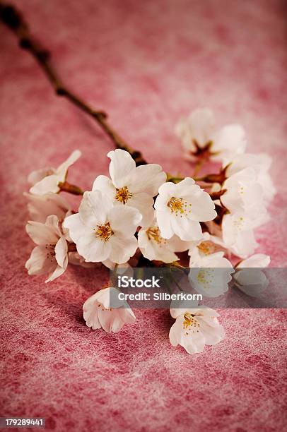 Cherry Blossoms — стоковые фотографии и другие картинки Без людей - Без людей, Белый, Вертикальный