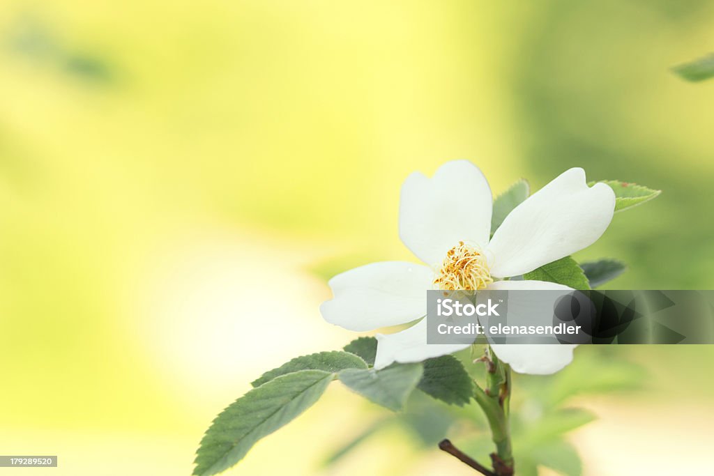 Rosa Canina - Foto de stock de Aire libre libre de derechos