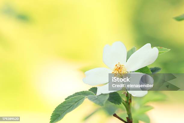 Rosa Canina - zdjęcia stockowe i więcej obrazów Bez ludzi - Bez ludzi, Biały, Ciernisty krzew