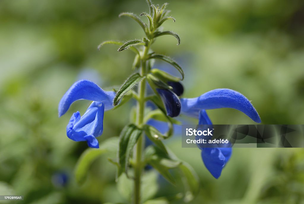 Issopo fiorente - Foto stock royalty-free di Ambientazione esterna