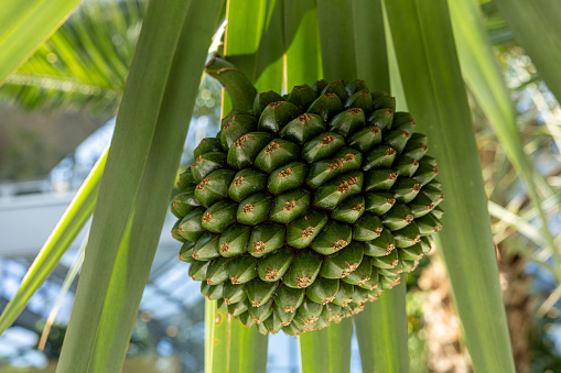 The fruit of the pandanus utilis has a spherical shape made up of many seeds.