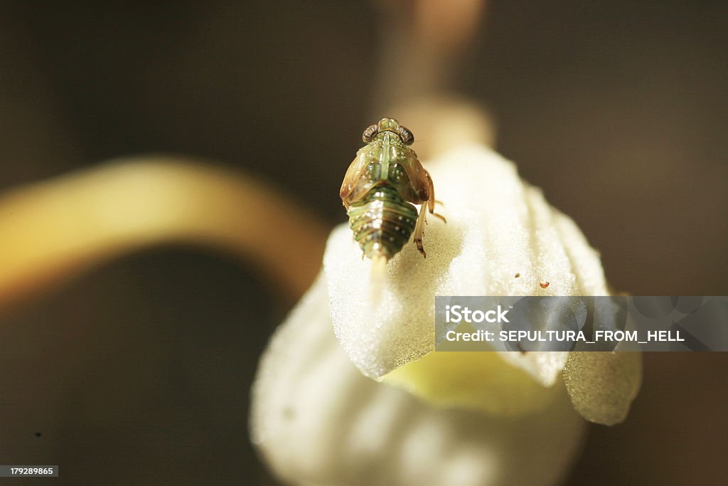 Цикада на crchid - Стоковые фото Cicadoidea роялти-фри
