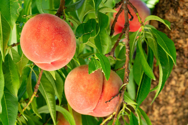 istock Fresh and delicious peaches in the orchard. 1792899536