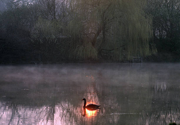 a morning at the pond - sonbahar lar stok fotoğraflar ve resimler