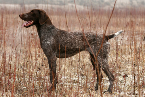 German shorthaired pointer posing in the field