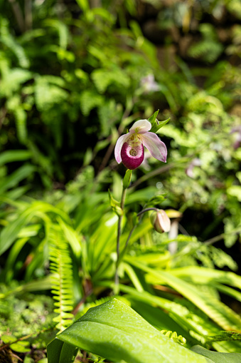 Phragmipedium schlimii is a plant of the orchid family.