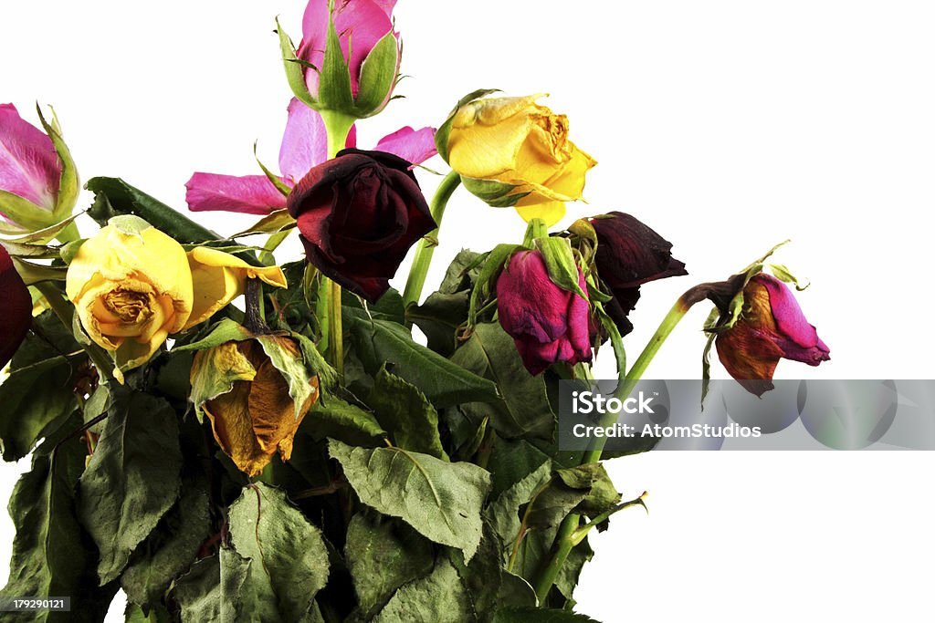 dead de rosas - Foto de stock de Arreglo libre de derechos