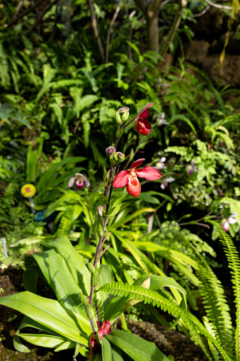 Flowers of Phragmipedium Memoria Dick Clements are characterized by bag-shaped flowers.