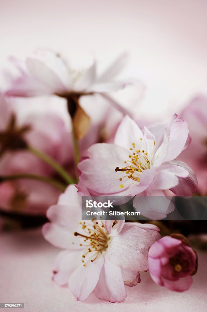 Cerisiers en fleurs - Photo de Arbre en fleurs libre de droits