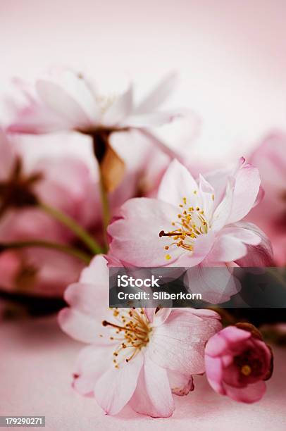 Cherry Blossoms — стоковые фотографии и другие картинки Без людей - Без людей, Вертикальный, Весна