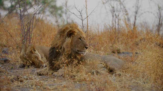 An amazing shot of African Lion couple (Panthera leo) Sleeping together during Breeding season