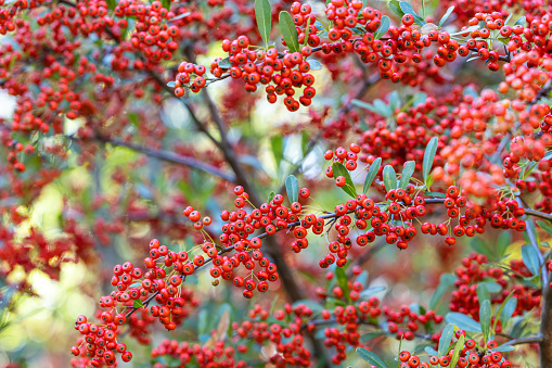 The Japanese pyracantha coccinea produces many red fruits in autumn.
