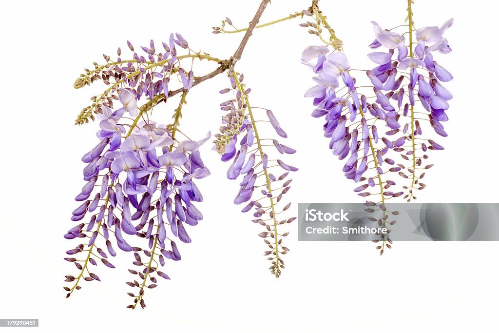 Hermosas flores de wisteria - Foto de stock de Vistaria libre de derechos