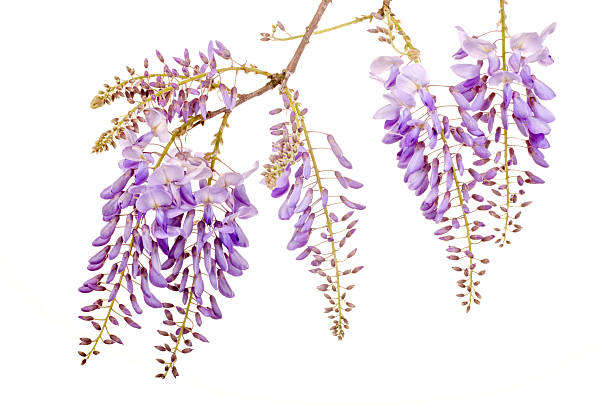 beautiful wisteria flowers stock photo