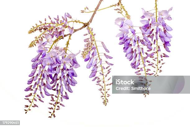 Piękne Wisteria Kwiaty - zdjęcia stockowe i więcej obrazów Wisteria - Wisteria, Wisieć, Białe tło