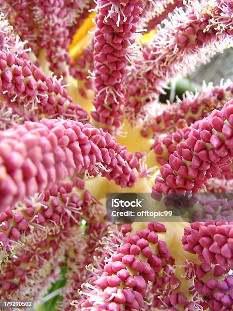 Fondo Floral Foto de stock y más banco de imágenes de Anochecer - Anochecer, Arbusto, Belleza