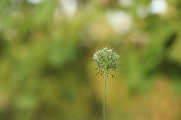 Wild carrot (Daucus carota) known as European wild carrot, bird's nest, bishop's lace, and Queen Anne's lace (North America)