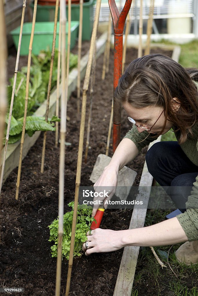 Woman gardening Woman planting herbs in vegetable patch. Adult Stock Photo