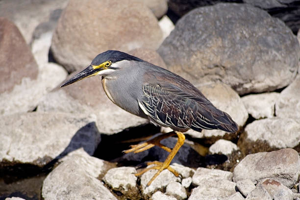 Butoride striatus, Greenbacked Heron stock photo