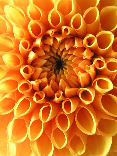 istock heart of gold 179290926