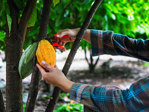 Cocoa farmer use pruning shears to cut the cocoa pods or fruit ripe yellow cacao from the cacao tree. Harvest the agricultural cocoa business produces.