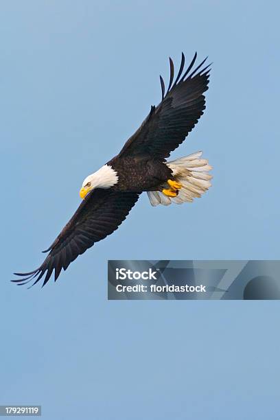 Majestic American Bald Eagle In Flight Stock Photo - Download Image Now - Backgrounds, Bald Eagle, Eagle - Bird