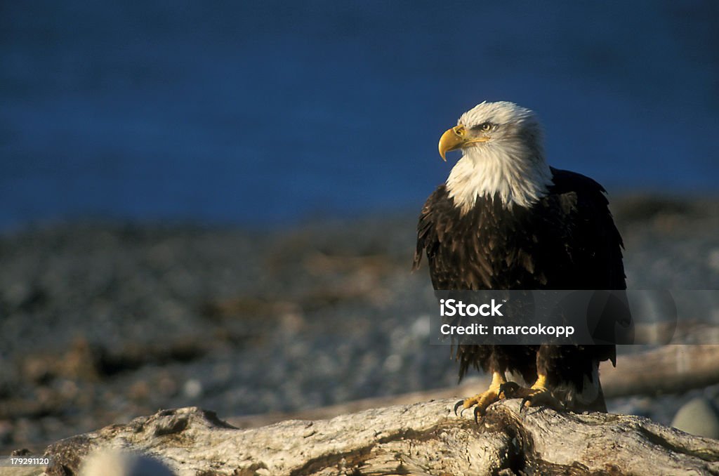 Salon Pygargue à tête blanche - Photo de Aigle libre de droits