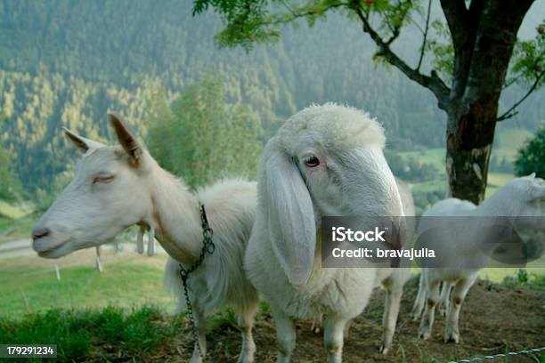 雌羊と子羊 - オーストリアのストックフォトや画像を多数ご用意 - オーストリア, チロル州, チーズ