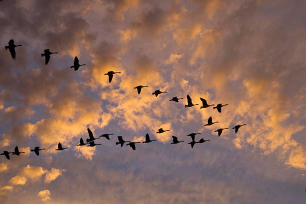 istock Canadian Geese 179291258