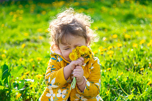A child in the garden sniffs blooming dandelions in spring. Selective focus. Nature.
