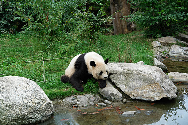 большая панда - laurasiatheria стоковые фото и изображения