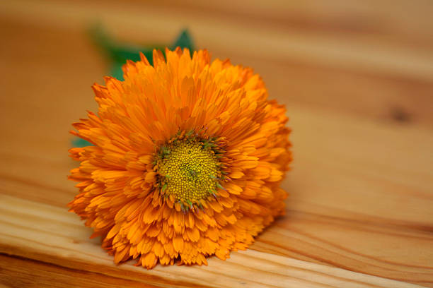 ガーベラ花 - flower sparse single flower gerbera daisy ストックフォトと画像