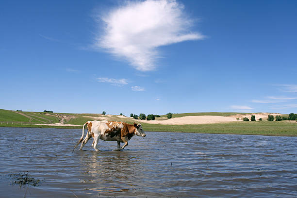 cow stock photo