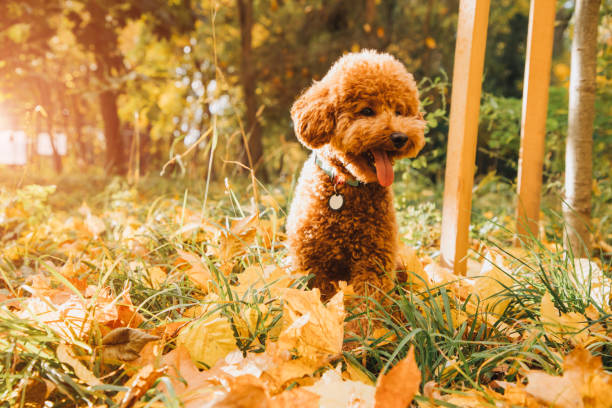 istock A small red poodle sits on the leaves in an autumn park. Setting sun. Autumn leaf fall 1792913700