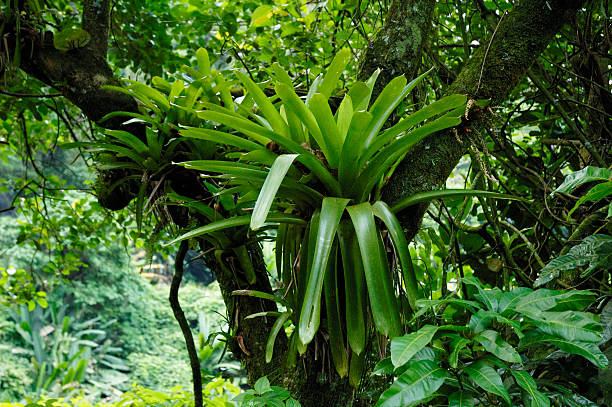 canotta bromelia - bromeliad foto e immagini stock